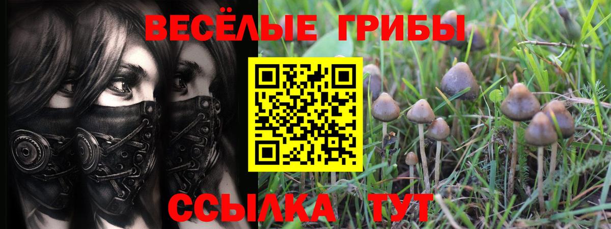 Псилоцибиновые грибы мицелий Курчалой